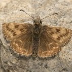 Dingy skipper in Dartmoor National Park.