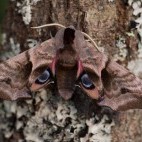 Eyed-hawk moth in Dartmoor National Park.