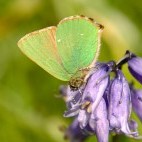 Green hairstreak in Dartmoor National Park.