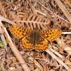 Pearl-bordered fritillary in Dartmoor National Park.