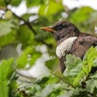 Ring ouzel in Dartmoor National Park.