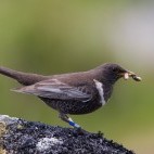 Ring ouzel in Dartmoor National Park.