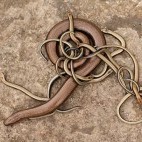 Slow worm and young in Dartmoor National Park.