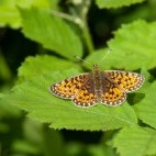 Small pearl-bordered fritillary in Dartmoor National Park