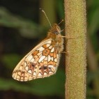 Small pearl-bordered fritillary in Dartmoor National Park