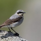 Wheatear in Dartmoor National Park.