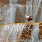White-throated dipper in Dartmoor National Park