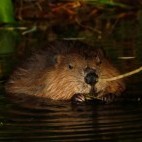Beaver in Devon.