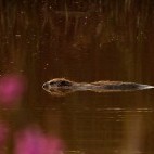 Beaver kit in Devon.