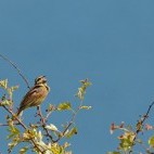 Cirl bunting in Devon.