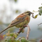 Cirl bunting in Devon.