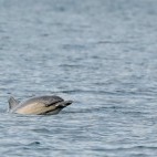 Common dolphin in Devon.