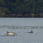 Common dolphin in Devon.