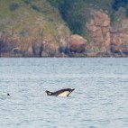 Common dolphin in Devon.