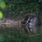 Beaver in Devon.
