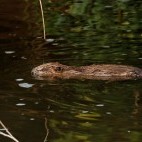 Beaver kit in Devon.