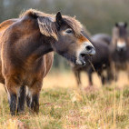 Exmoor pony in Devon.