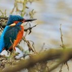 Kingfisher in Devon.