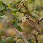 Cirl bunting in Devon.