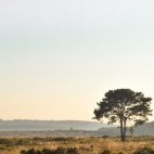 Pebblebed heathland in Devon
