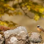 Redstart in Devon.