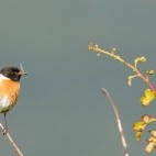Stonechat in Devon.