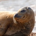 Juvenile seal in Devon.