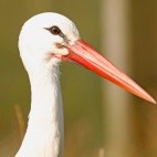 White stork in Devon.