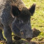 Wild boar in Devon.