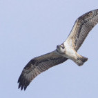 Osprey in the UK.