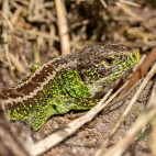 Sand lizard in the UK