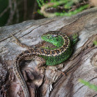 Sand lizard in the UK
