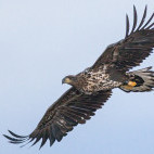 White-tailed eagle in the UK.