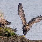 White-tailed eagle in the UK.