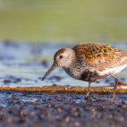 Dunlin in the UK