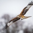 Red kite in Elan Valley, Wales.