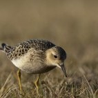 Buff-breasted sandpiper in the Shetland Islands, Scotland