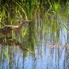 Eurasian bittern in the UK