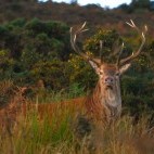 Red deer stag in Exmoor.