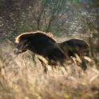 Exmoor pony in Exmoor National Park, UK