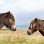 Exmoor ponies in Exmoor National Park, UK