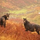 Exmoor ponies in Exmoor National Park, UK