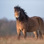 Exmoor pony stallion in Exmoor National Park, UK