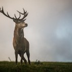 Red deer stag in Exmoor National Park, UK