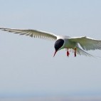 Arctic tern