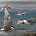 Arctic tern