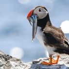 Atlantic puffin