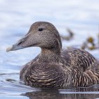 Female eider duck