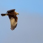 Female marsh harrier