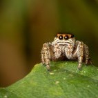 Zebra jumping spider in Hampshire.